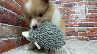 ハーフ犬の動画01