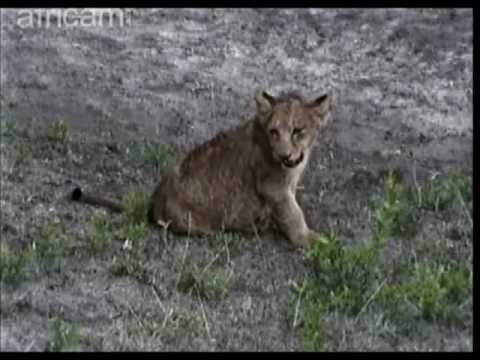NKorho live kill 22-12-2011 Cute Cub.wmv