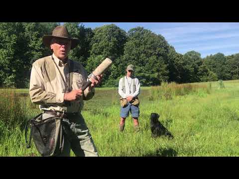 Introducing Gunfire to Your Dog