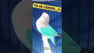 Download lagu CIK CIK CERR,,!!! mp3