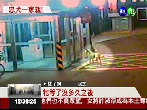 台版忠犬小八! 急診室外等主人