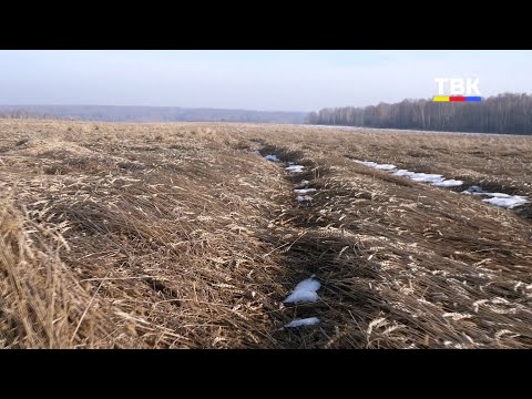 Часть урожая останется под снегом до весны в Искитимском районе