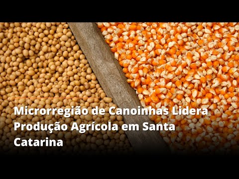 Microrregião de Canoinhas Lidera Produção Agrícola em Santa Catarina