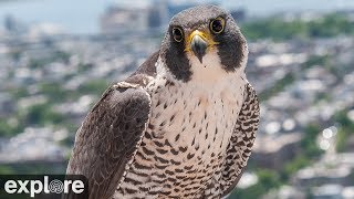 Chesapeake Conservancy Peregrine Falcon Cam powered by EXPLORE.org