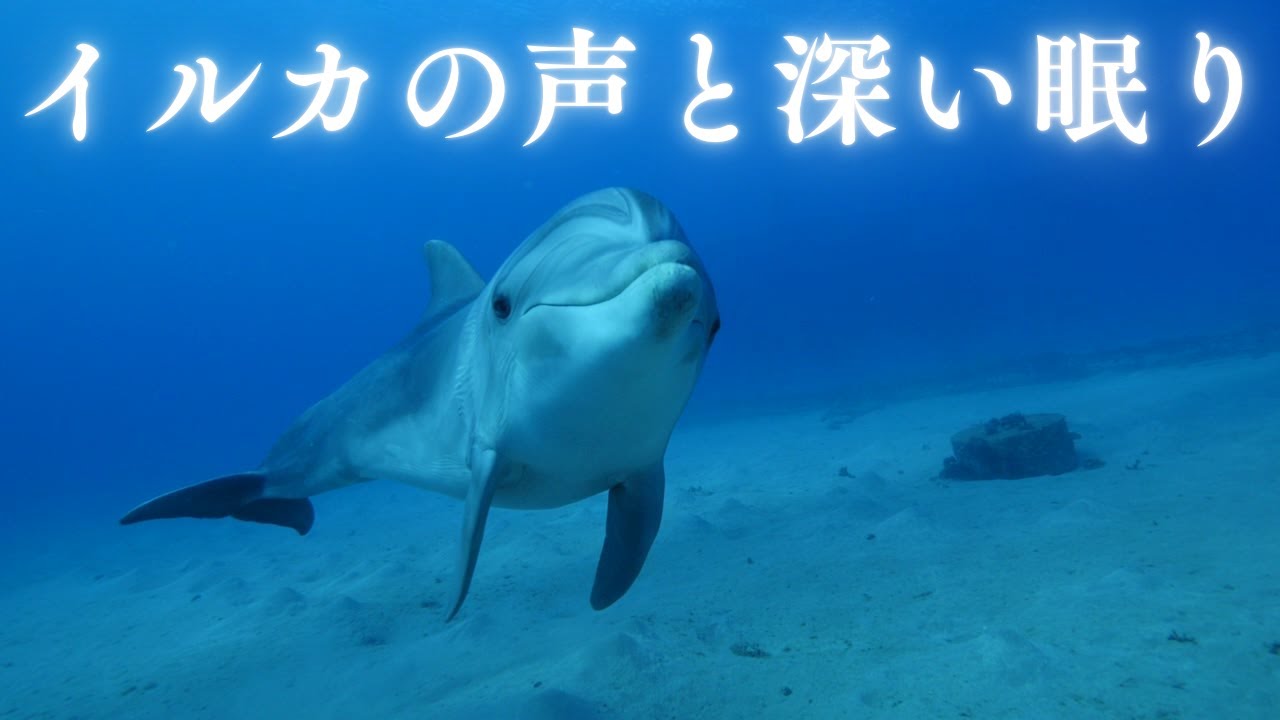 イルカの声と睡眠用BGMで深い眠りへ💤超熟睡睡眠用BGM!抜群の疲労回復効果で睡眠の質を上げる水中ベッド💤ソルフェジオ周波数 寝る時に聞く音楽🎵リラックス・ストレス解消 瞑想 水中音 曲 快眠