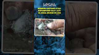 Tradisi Berburu Entung atau Kepompong Ulat Jati di Awal Musim Hujan