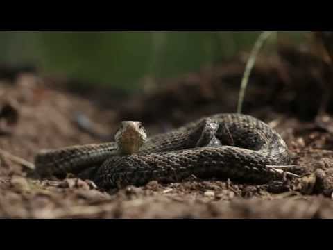 kígyó látás videó