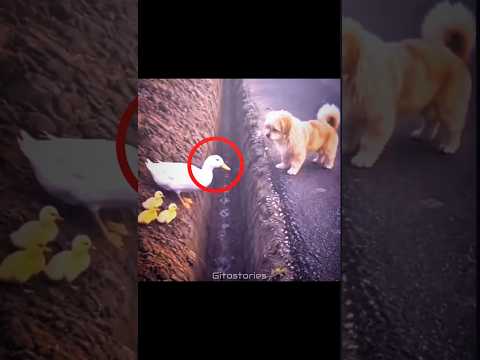 Kindness always comes back ❤ #shorts #dog #duck #animals