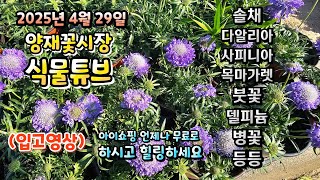 화창한 봄날 꽃시장에는 어떤 식물들이 입고되었는지 시청 하시면서 힐링타임 되세요~  25년 4월 29일  #…