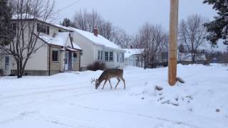 preview picture of video 'Whitetail deer roaming the streets of Kenora.'
