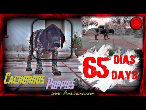 CACHORROS de BRACO ALEMAN | APTITUDES NATURALES – MUESTRA #2 | PUPPIES NATURAL SKILLS – POINTING