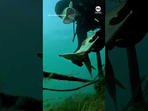 Diver rescues fiddler ray caught in fishing line