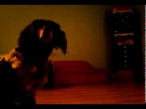 Cztery sztuczki na raz ! Przynieś , Puść, Aport,  Daj !