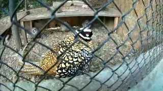 preview picture of video 'Haifa Zoo גן החיות חיפה SJCAM SJ5000+ PLUS V2.1 FHD 60FPS'