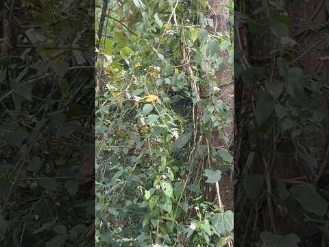 Vacha jucha jeng in jong chamna a ngaicha e..