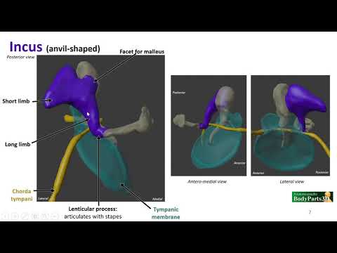 Nasal Cavity, Sinuses and Ear LO - Ossicles