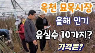 옥천 묘목시장 개장! 관리하기 쉬운 과일나무 10가지 추천 한다면?