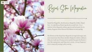 Adding Beauty and Function to Your Garden: The Top 3 Flowering Hedges