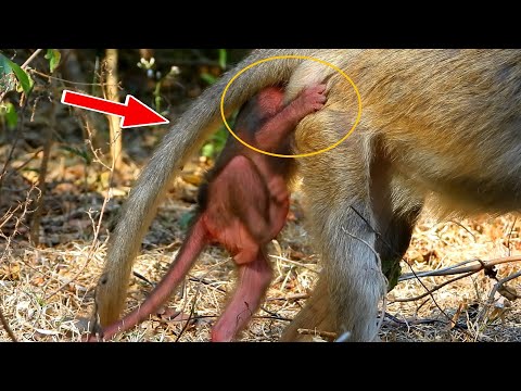 Baby [ Gettie ] Very Lovely Monkey Wildlife,Look Baby Gettie very Happy Play Near Mom