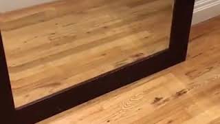 Dog is scared of himself in a mirror