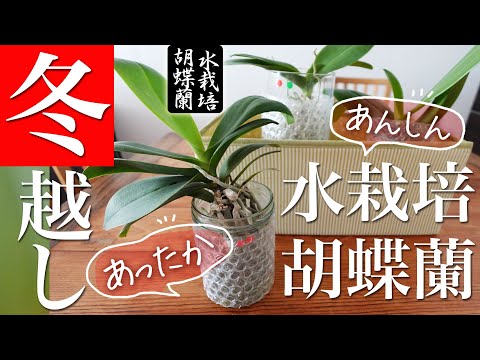 冬に蘭の世話をするにはどうすればよいですか？力強く成長するための5つの重要なステップ  庭園