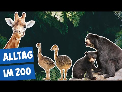 Ein ganz normaler Tag im Zoo Berlin | Panda, Gorilla und Co.