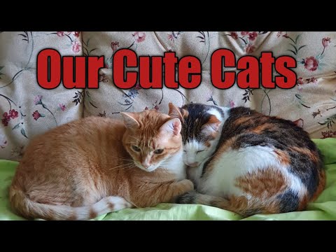 Cats Of Different Characteristics. Rescued Cats, Cats Are Family