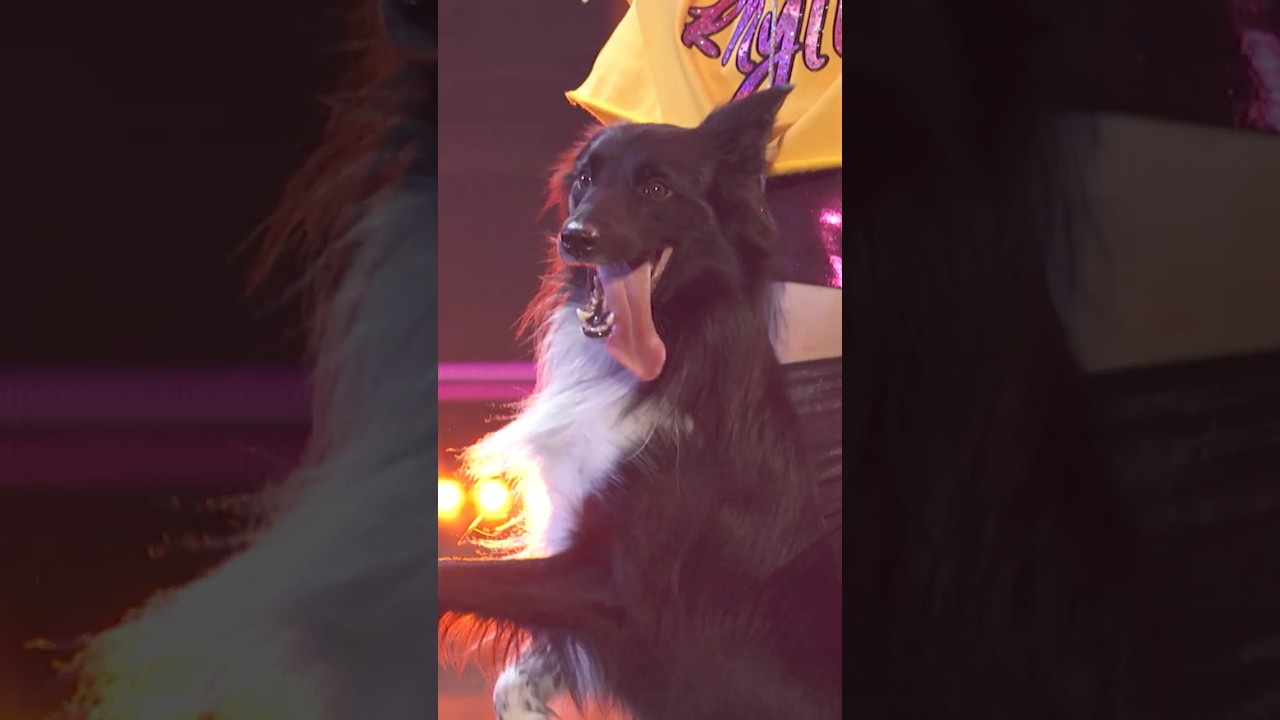 This dog will put a smile on your face thumbnail