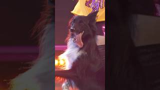This dog will put a smile on your face thumbnail