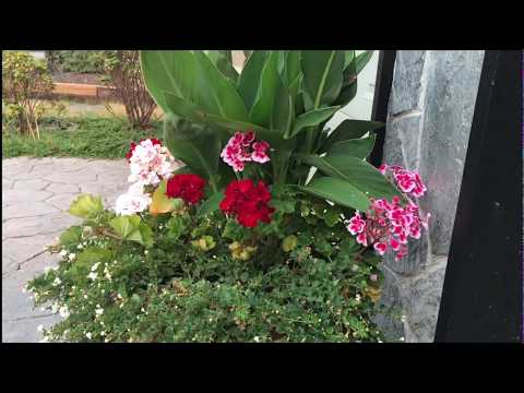 Let the Plant Booster self watering system work hard for you