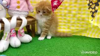 スコティッシュフォールドの動画01