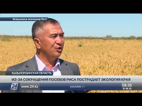 Из-за сокращения посевов риса пострадает экология Приаралья