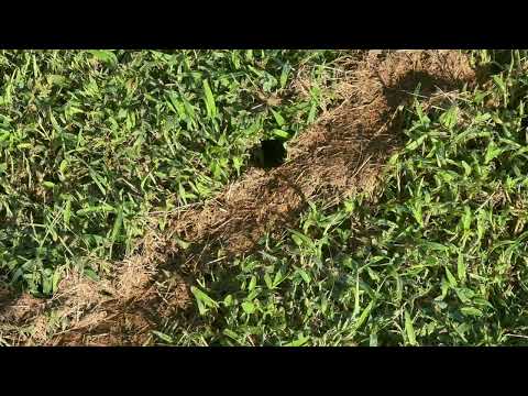 Yellow Jackets Nesting in the Ground in Barnegat, NJ