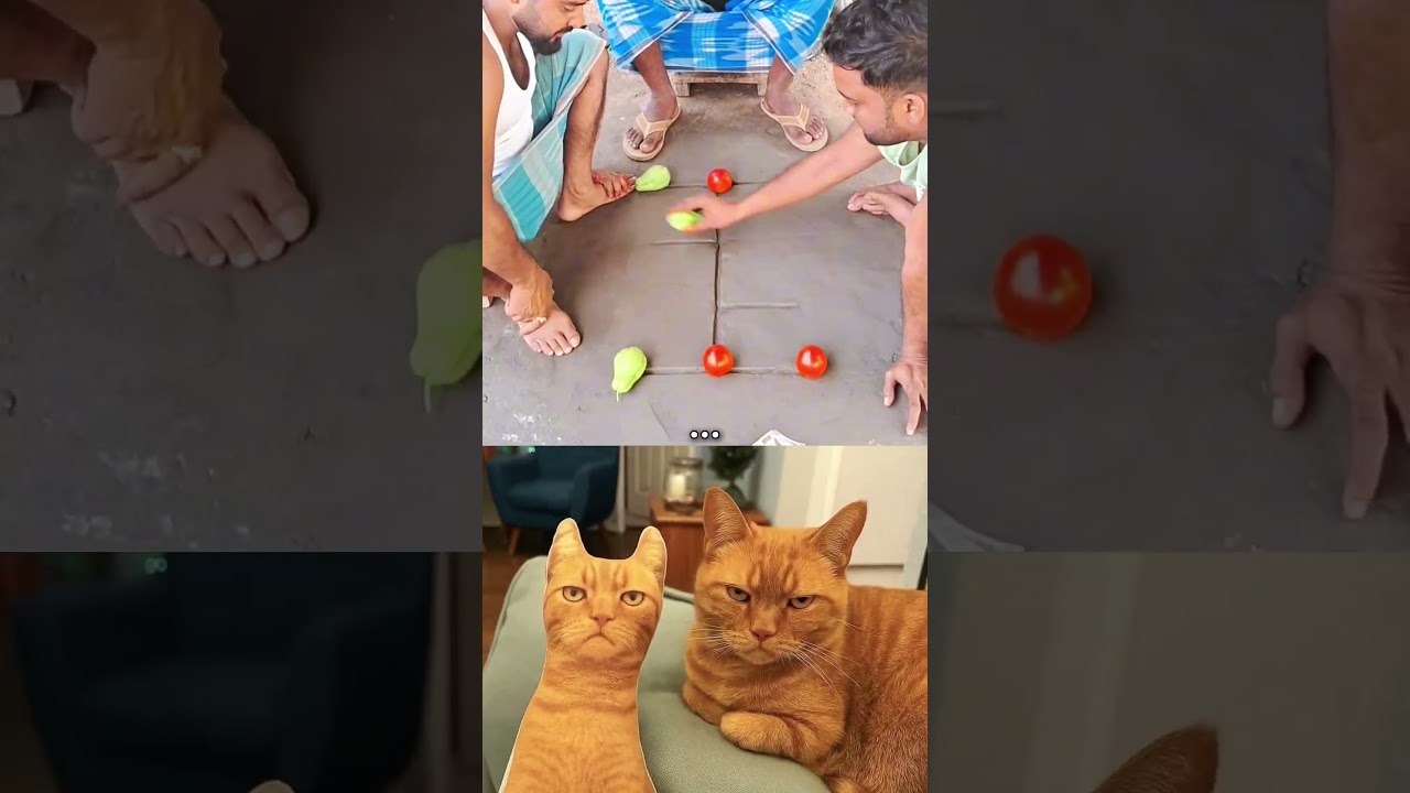 Bro, whose solution is this. . #cat #memes #funny