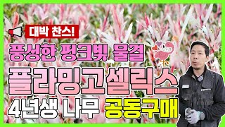 [댓글이벤트] 풍성한 핑크빛 물결, 플라밍고셀릭스 4년생 나무 공동구매 대박 찬스!
