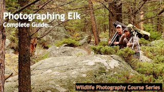 How To Photograph Elk At Rocky Mountain NP - Wildlife Photography