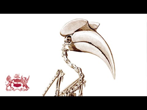 A Very Fine Swan Indeed — Art, Science and The Unfeathered Bird