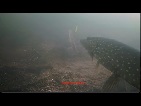 Nestor Northerns! Underwater Action!  Rockstar Fishing 21#!