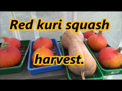 download lagu mp3 mp4 Red Kuri Squash Plant, download lagu Red Kuri Squash Plant gratis, unduh video klip Red Kuri Squash Plant