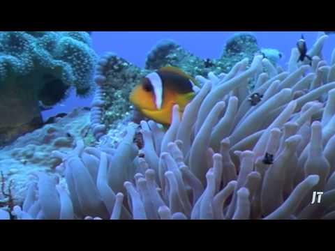 Safariboot Divers Heaven Fleet, Ägypten 2004, Dive Factor, St. John´s Reef,Ägypten