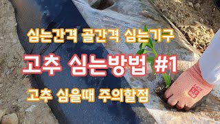 고추심는방법 #1 재래식으로심기 심는기구 골간격 심는간격  [고추재배방법]