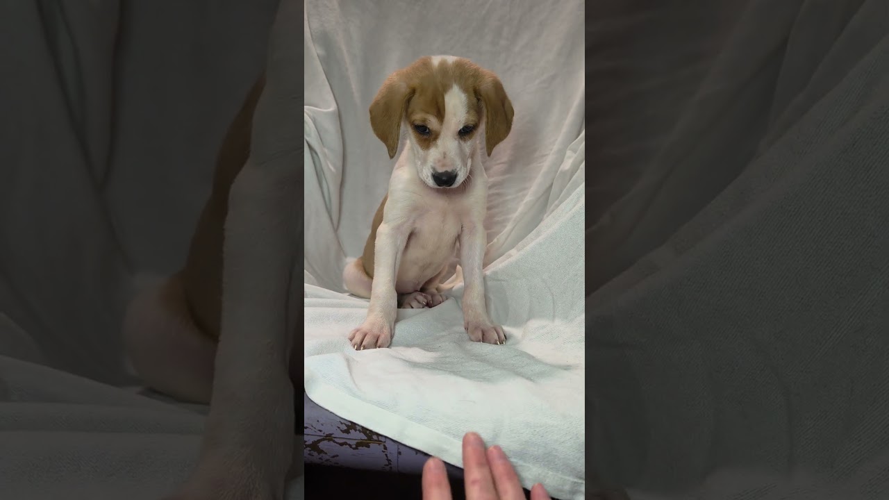 Enlarge Xena, a Adoptable mixed breed in Blairstown, NJ video 6/6