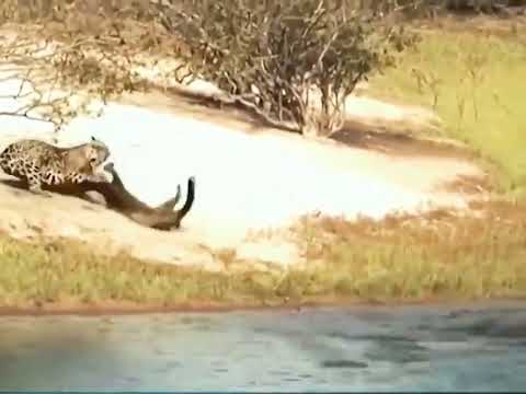 onça ataca ariranha, mas não leva, teve revide...