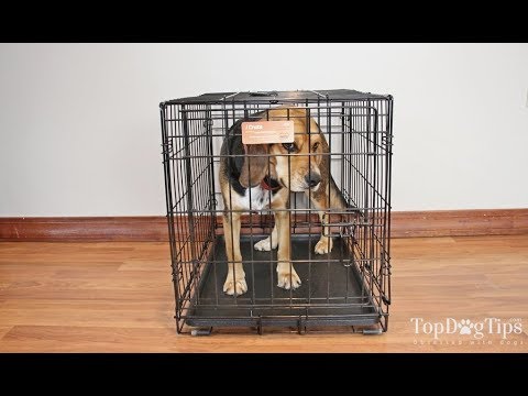 download lagu mp3 mp4 Midwest Ultima Pro Series Dog Crate, download lagu Midwest Ultima Pro Series Dog Crate gratis, unduh video klip Midwest Ultima Pro Series Dog Crate