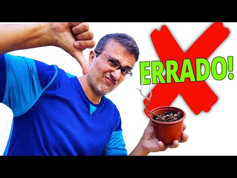 COMO ENTORTAR O TRONCO DO BONSAI - Te Ensinaram Errado!?!