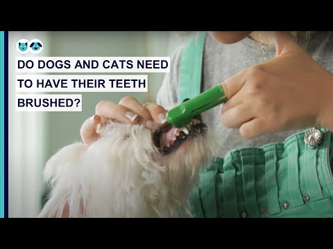 Do Dogs and Cats Need to Have Their Teeth Brushed? | Pet Dental Care Series