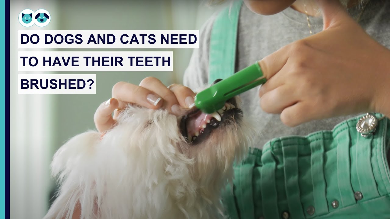 Do Dogs and Cats Need to Have Their Teeth Brushed? Healthcare for Pets