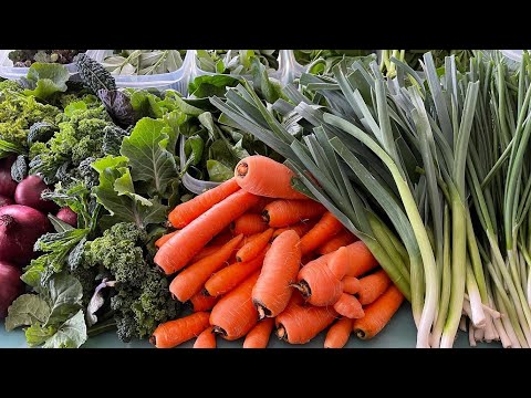 , title : 'Sowing the winter and spring carrots | slow gardening!'