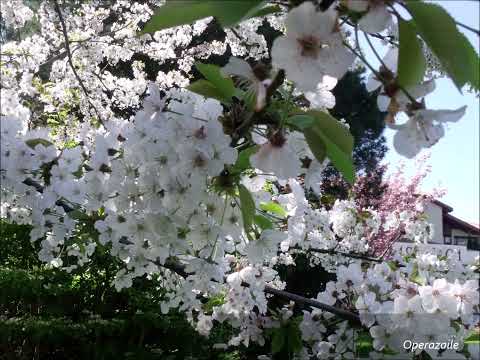 Johann Georg Albrechtsberger - Concerto for Jew’s Harp Mandora and Orchestra in E major