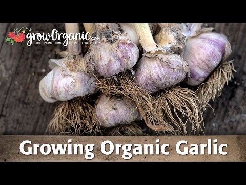 , title : 'Growing Organic Garlic'